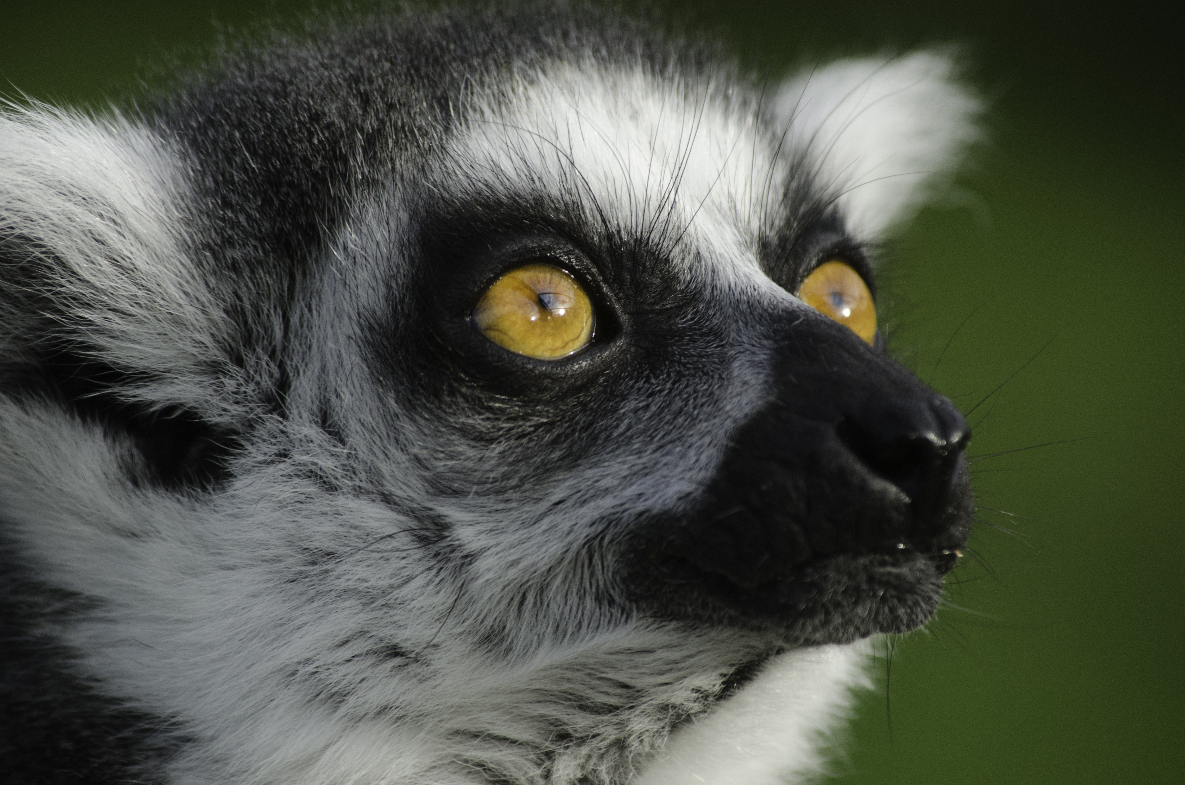 Head of Lemur