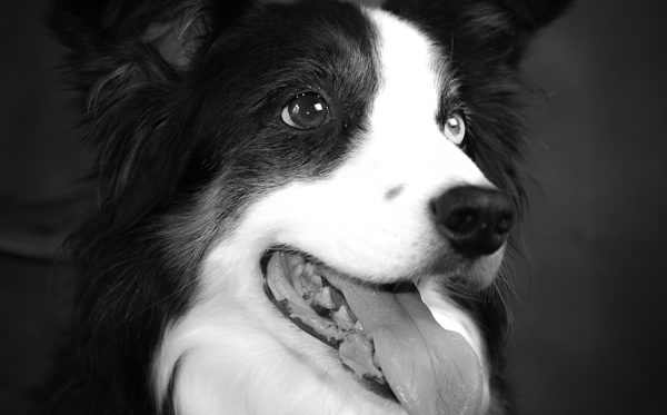 Pet Portraits